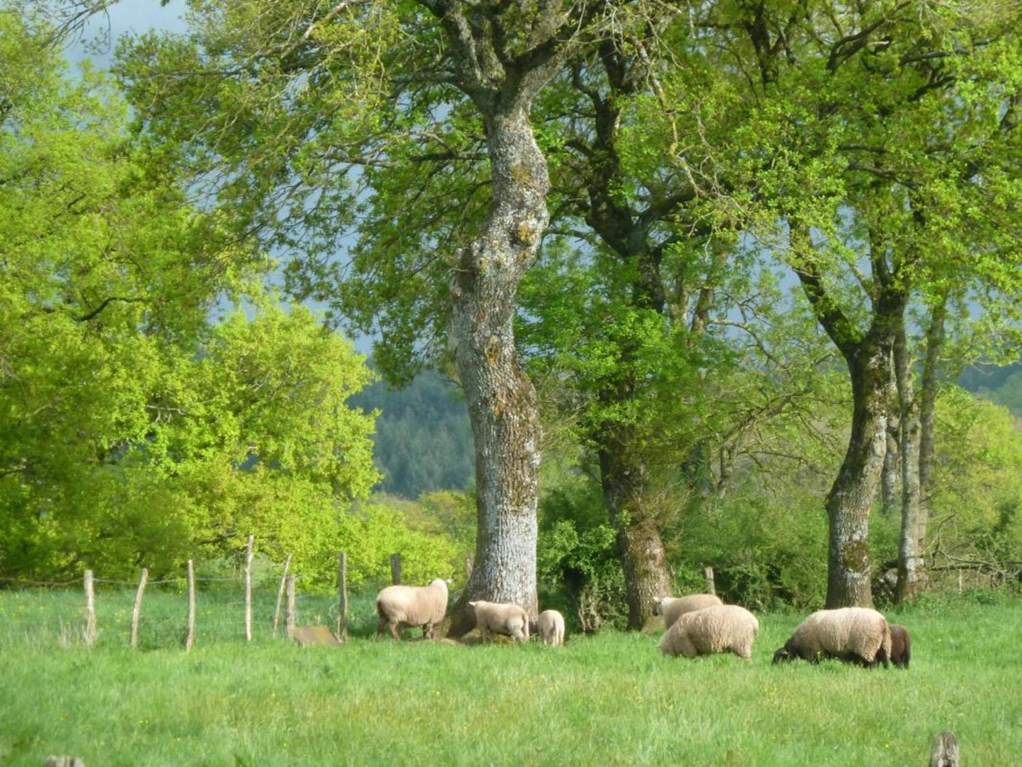 Вілла Maison De Campagne Ideale Pour Familles, Cavaliers, Animaux Acceptes, Avec Jardin Clos Et Tout Equipe. - Fr-1-489-172 Barrais-Bussolles Екстер'єр фото